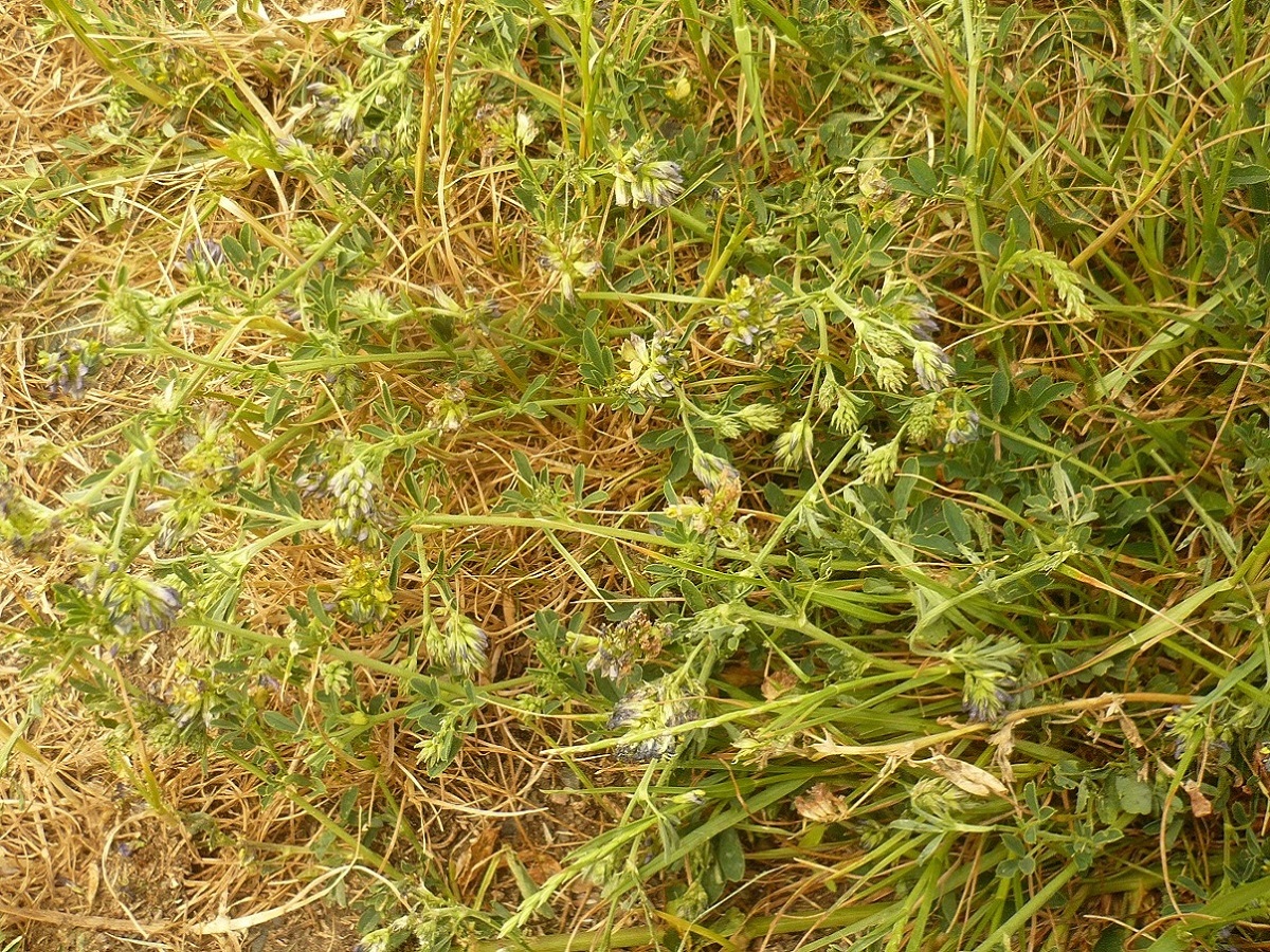 Medicago sativa nsubsp. media (Fabaceae)